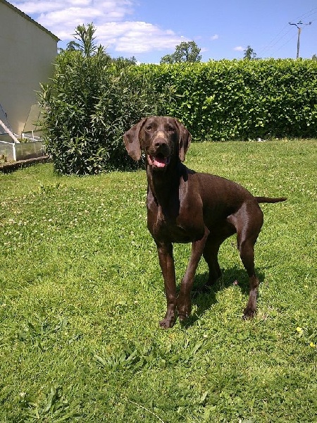 CH. Champion du domaine du framire