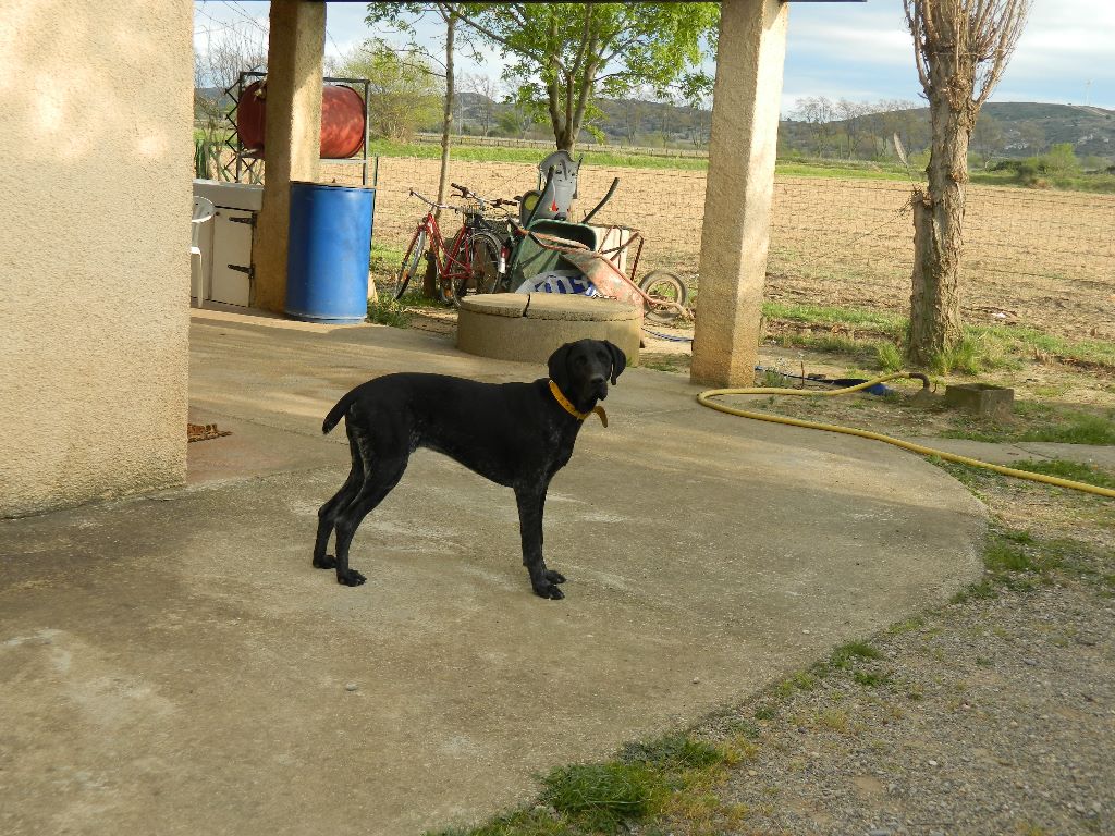 Erka des monts cevenoles