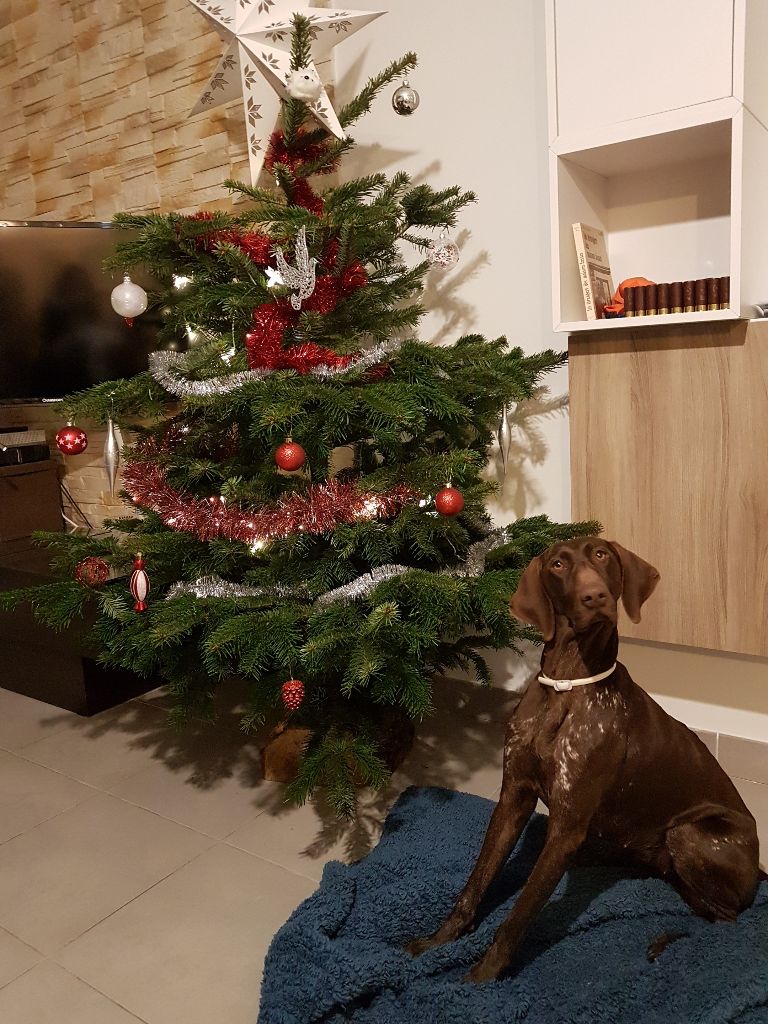 CH. Fiona (Sans Affixe)