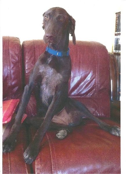 CH. Champion du domaine du framire