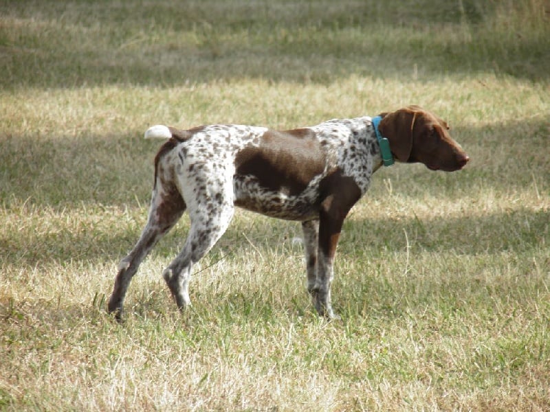 CH. Fiona (Sans Affixe)