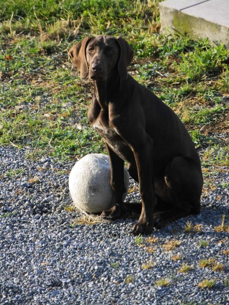 CH. Fiona (Sans Affixe)