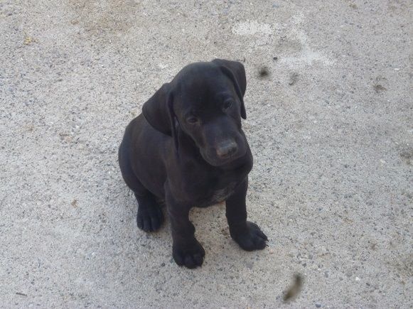 Erka des monts cevenoles