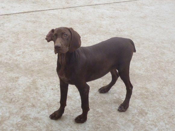 CH. Champion du domaine du framire