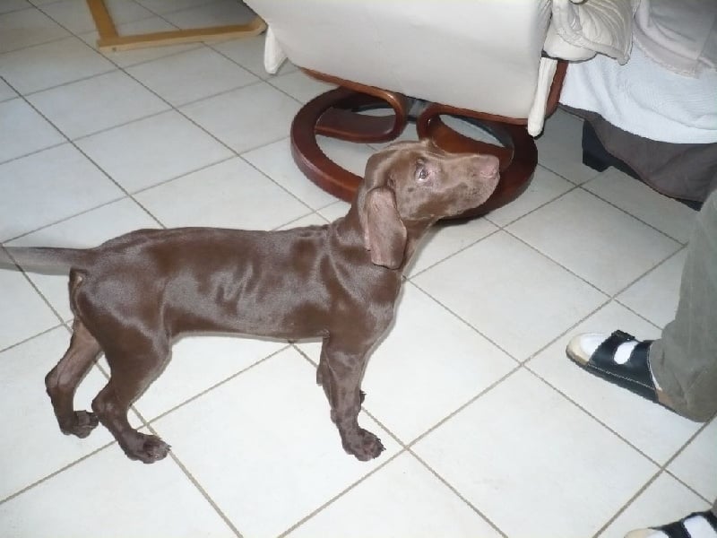 CH. Fiona (Sans Affixe)