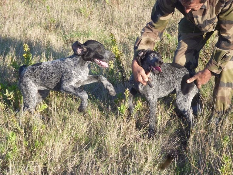 Erka des monts cevenoles