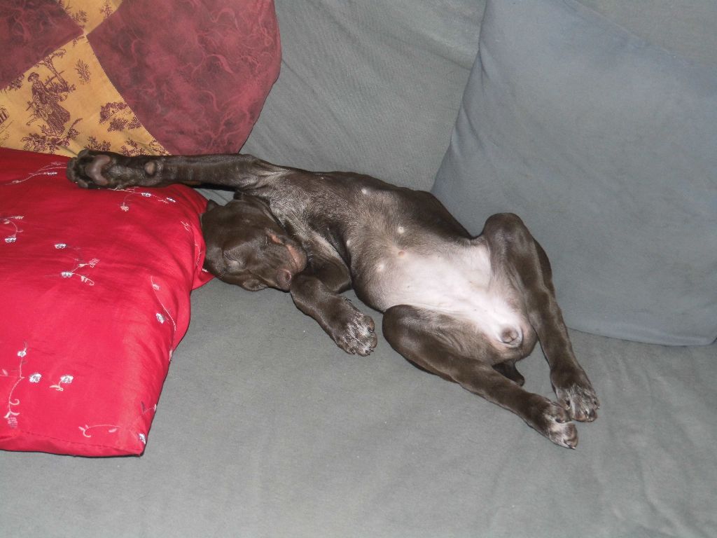 CH. Fiona (Sans Affixe)