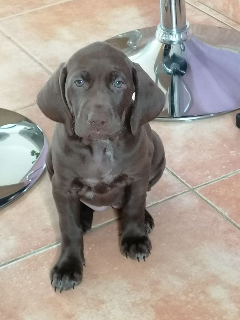 Publication : du domaine du framire Auteur : ARMANDO GONCALVES