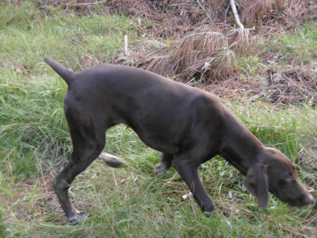 CH. Fiona (Sans Affixe)