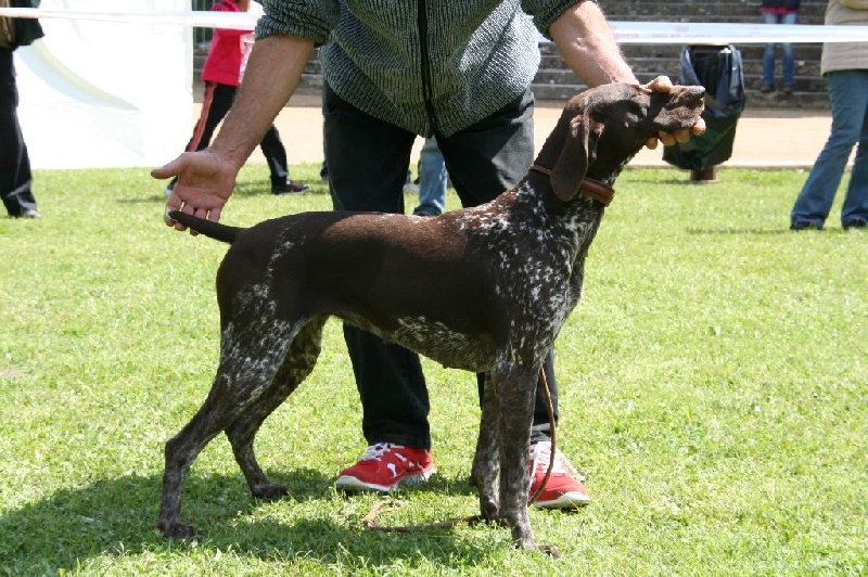 CH. Fiona (Sans Affixe)