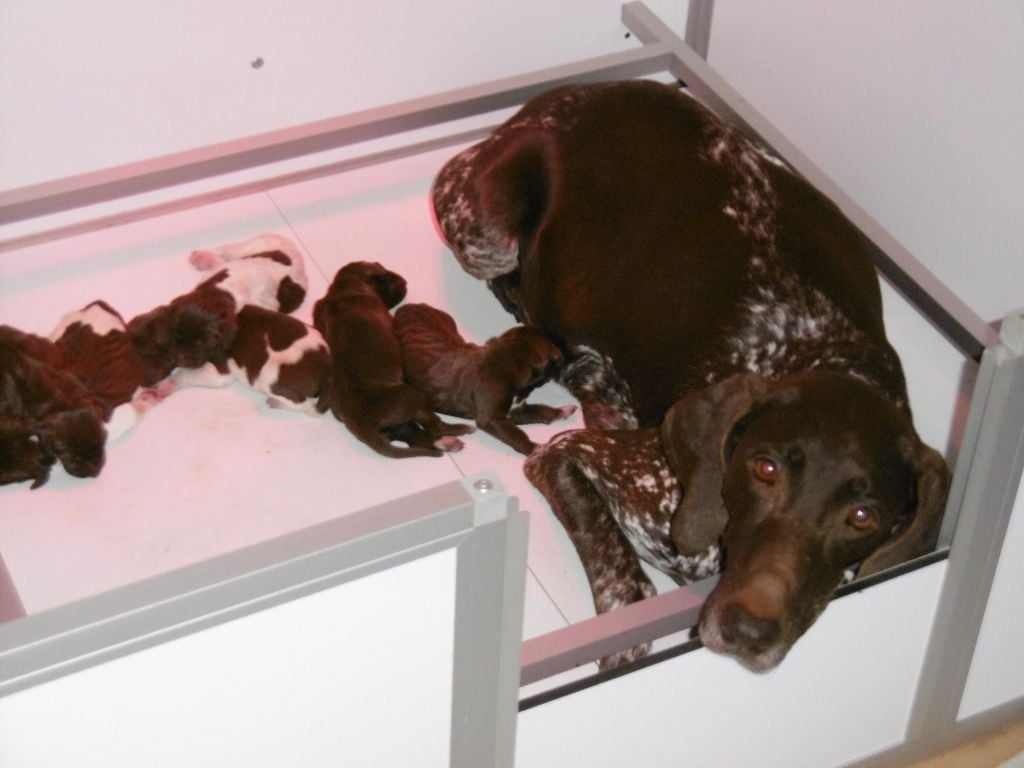 CH. Fiona (Sans Affixe)