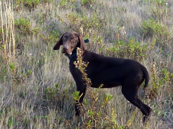 CH. Champion du domaine du framire