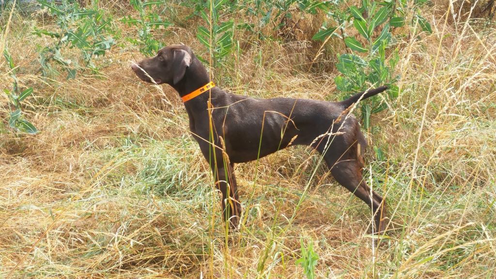 CH. Fiona (Sans Affixe)