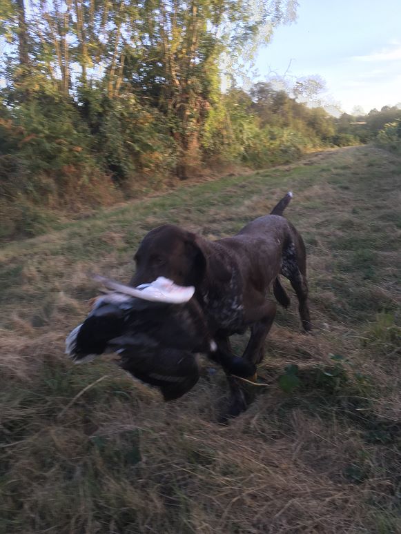 CH. Fiona (Sans Affixe)