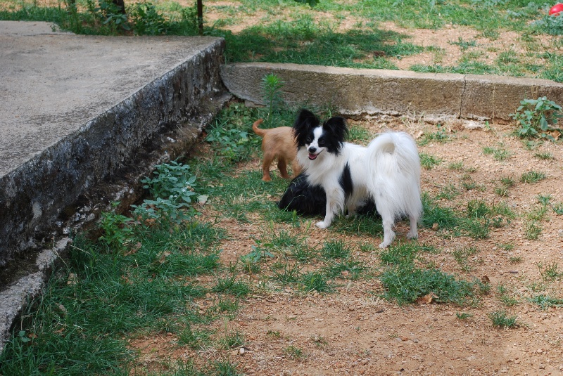 Publication : de clairdouy