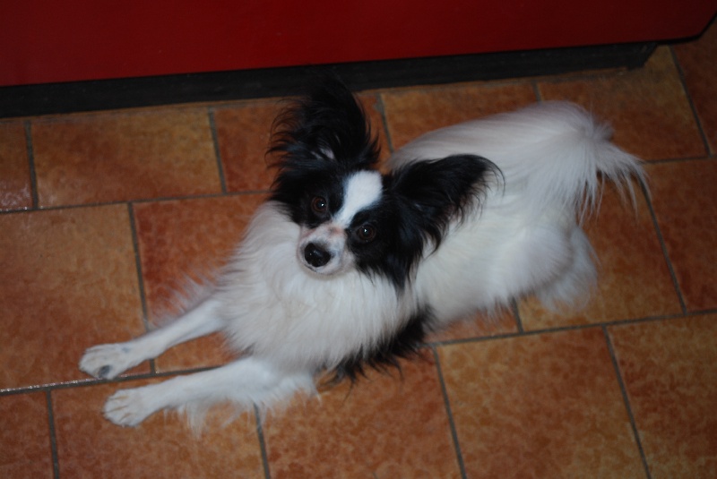 Publication : de clairdouy