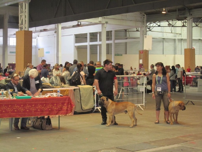 Mighty Mate's Harlequeen - CACS