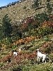 - Les corse NADA et MAMBO