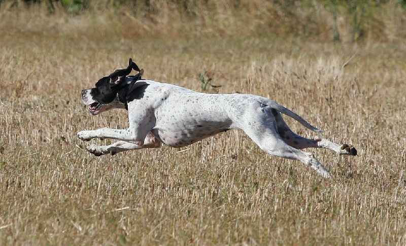 Publication : du mas du zouave Auteur : MDZ
