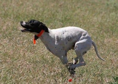 Publication : du mas du zouave