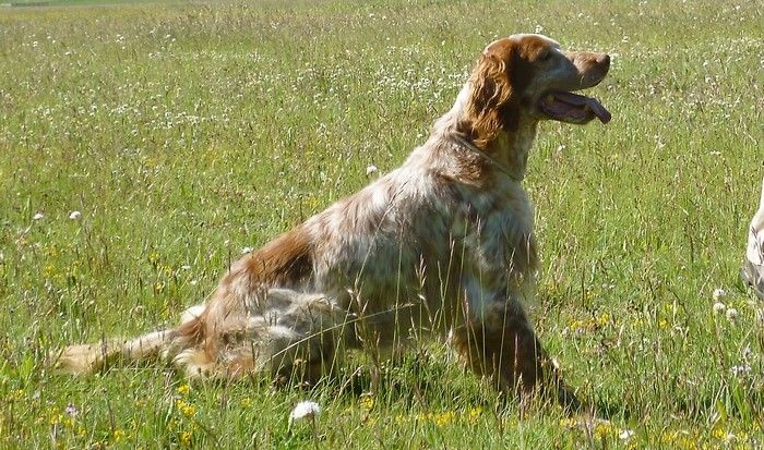 Publication : du mas du zouave Auteur : Alain Dampérat