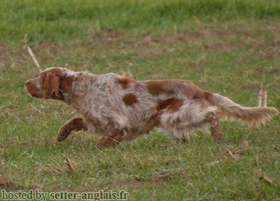 Publication : du mas du zouave Auteur : Alain Dampérat