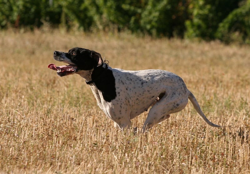 Publication : du mas du zouave Auteur : MDZ