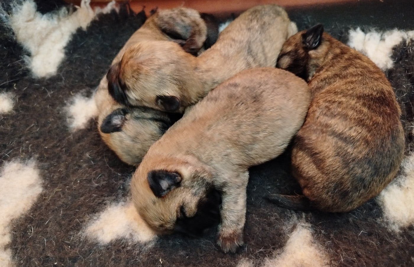 Cairn Terrier - du mas du zouave