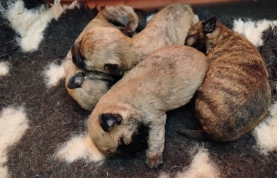 Les chiots de Cairn Terrier