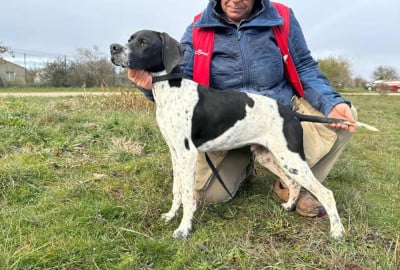 Les chiots de Pointer