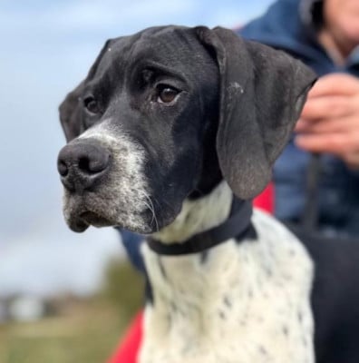 Les chiots de Pointer