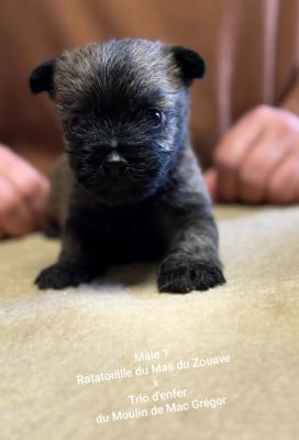 Les chiots de Cairn Terrier