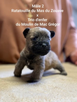 Les chiots de Cairn Terrier