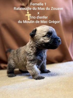 Les chiots de Cairn Terrier