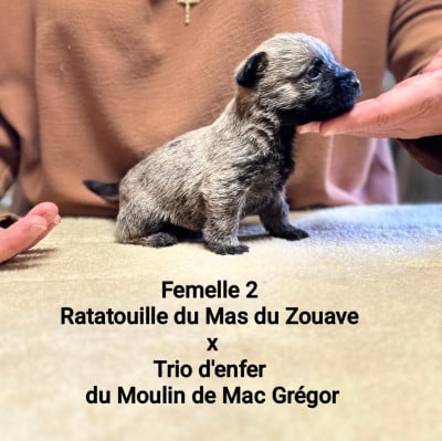 Les chiots de Cairn Terrier