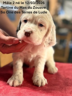 Les chiots de Setter Anglais