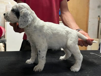 Les chiots de Setter Anglais