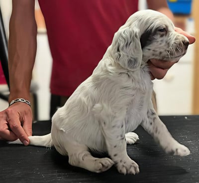 Les chiots de Setter Anglais