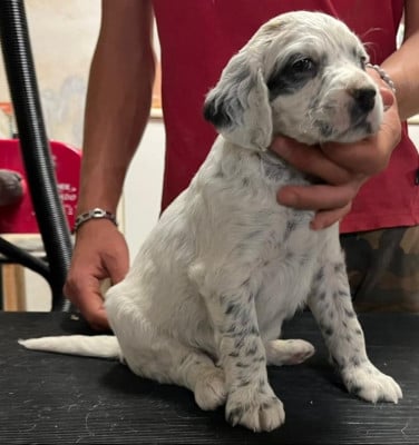 Les chiots de Setter Anglais
