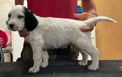 Les chiots de Setter Anglais