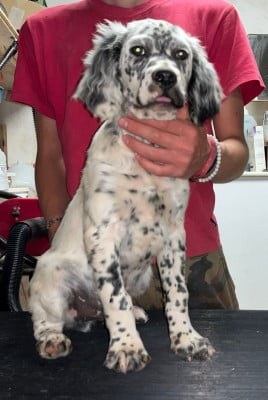 Les chiots de Setter Anglais