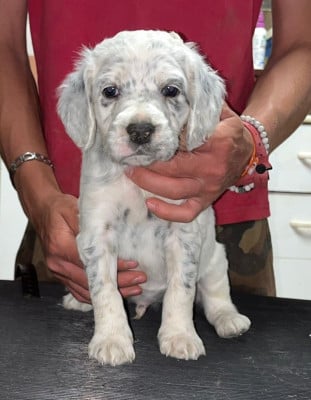 Les chiots de Setter Anglais
