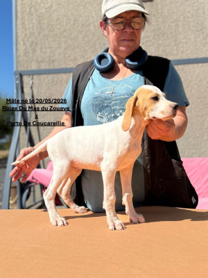 Les chiots de Pointer