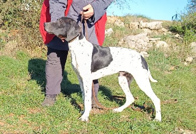 Les chiots de Pointer