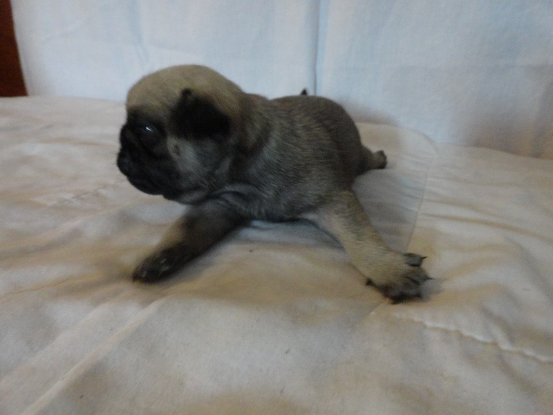 I Have a Dream des Jardins de Campréal