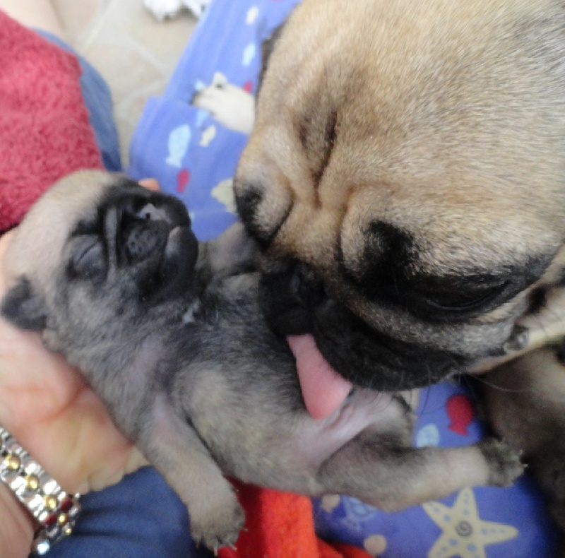 IROS des Jardins de Campréal