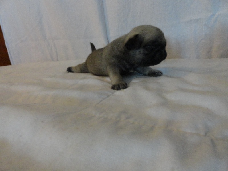 IROS des Jardins de Campréal