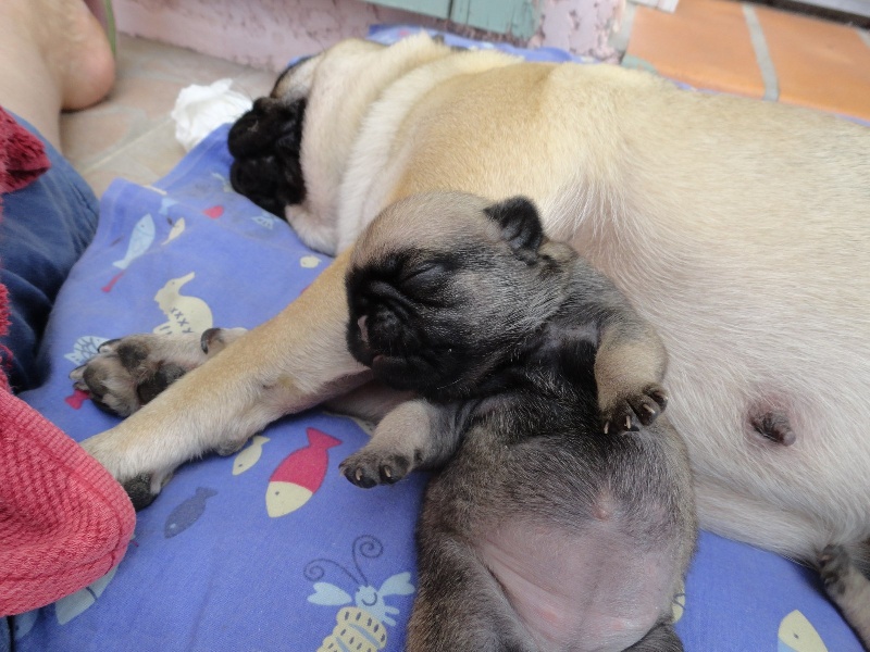 I Have a Dream des Jardins de Campréal