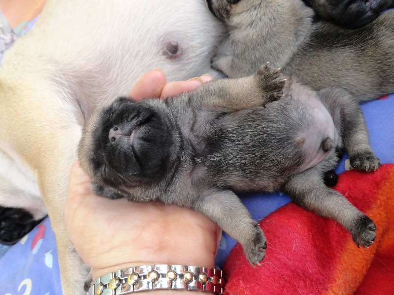 I'SUSHI des Jardins de Campréal