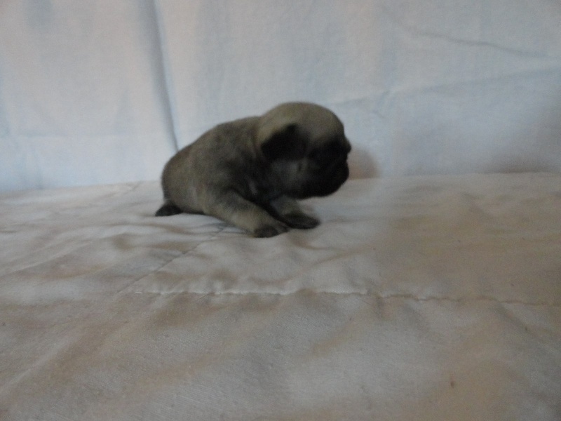 IO ABSOLEM des Jardins de Campréal